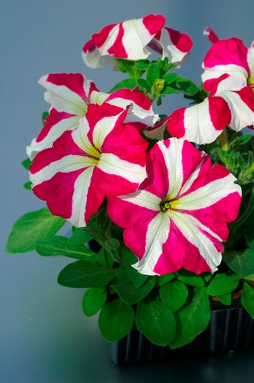 Петуния крупноцветковая (Petunia grandiflora)