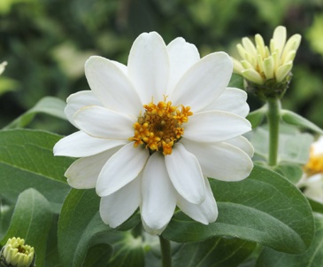 Цинния изящная (Zinnia elegans)
