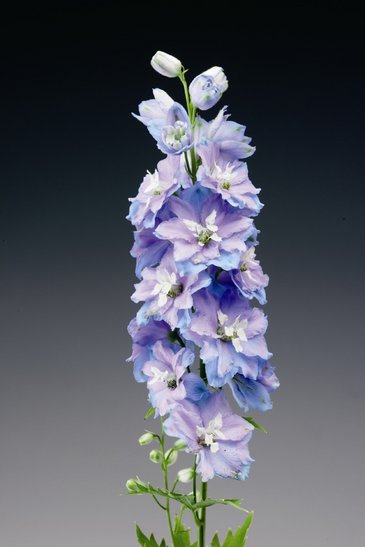 Дельфиниум высокий (Delphinium elatum)