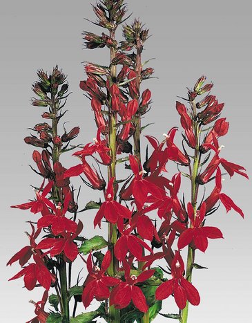 Лобелия прекрасная (Lobelia speciosa)