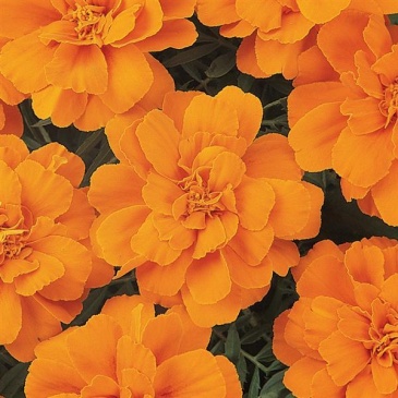 Бархатцы отклоненные (Tagetes patula)
