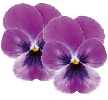 Виола гибридная (Viola wittrockiana x cornuta)