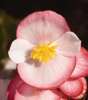 Бегония вечноцветущая (зеленая листва) (Begonia semperflorens)