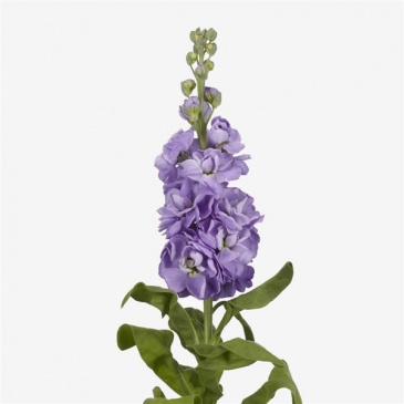 Левкой седой (Matthiola incana)