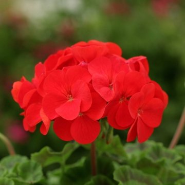 Герань (пеларгония садовая) (Pelargonium x hortorum)
