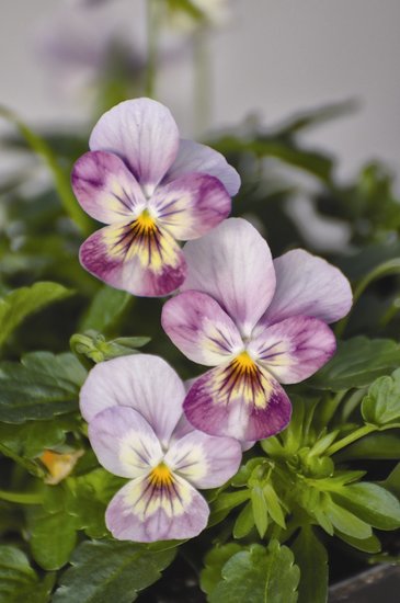 Виола рогатая (Viola cornuta)
