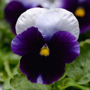 Виола виттрока (Viola wittrockiana)