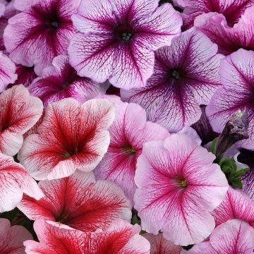 Петуния многоцветковая (Petunia multiflora)