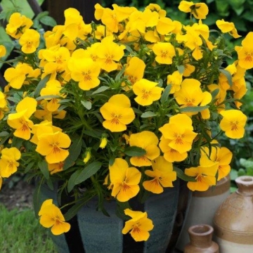 Виола виттрока ампельная (Viola x wittrockiana)