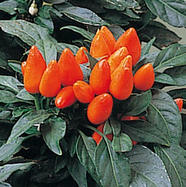 Перец летний (Capsicum annuum)