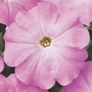 Петуния многоцветковая (Petunia multiflora)