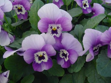 Виола рогатая (Viola cornuta)