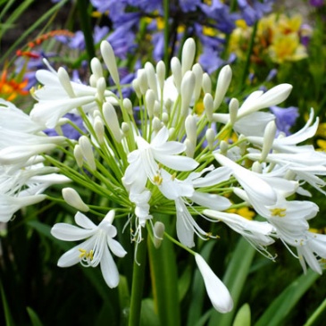 Агапантус восточный (Agapanthus orientalis)