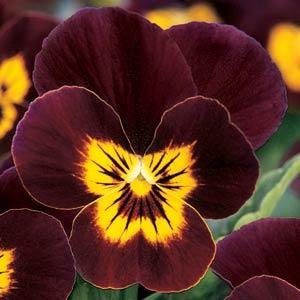 Виола рогатая (Viola cornuta) Виола рогатая (Viola cornuta)