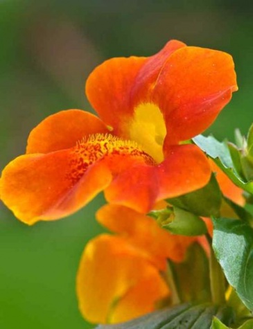 Губастик гибридный (Mimulus x hybrida)