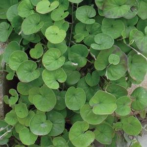 Дихондра серебристая (ползучая) (Dichondra argentea (repens))
