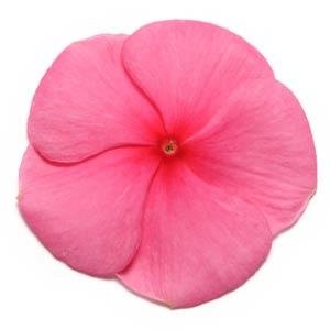 Катарантус розовый (Vinca rosea)