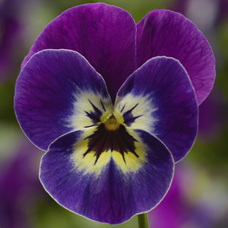 Виола рогатая (Viola cornuta)