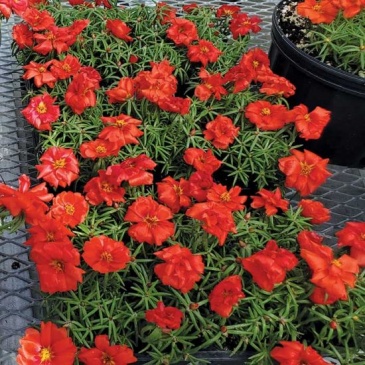 Портулак крупноцветковый (Portulaca grandiflora)