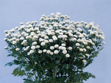 Пиретрум девичий (Tanacetum parthenium)
