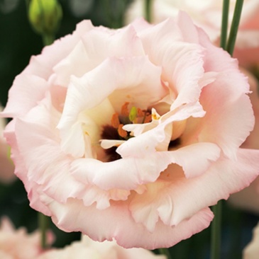 Лизиантус (Эустома) крупноцветковый (Lisianthus grandiflorum)