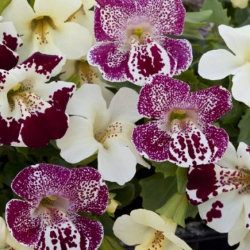 Губастик гибридный (Mimulus x hybrida)