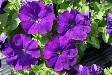 Петуния многоцветковая (генетически компактная) (Petunia multiflora)