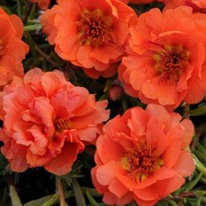 Портулак крупноцветковый (Portulaca grandiflora)