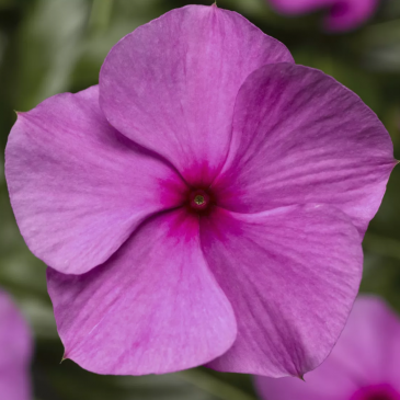 Катарантус розовый ампельный (Vinca rosea)