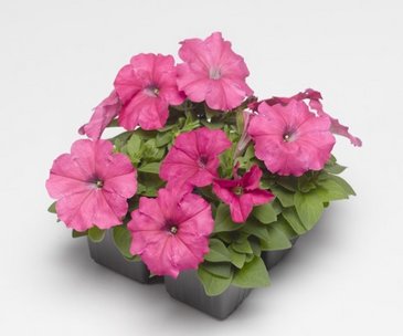 Петуния многоцветковая (генетически компактная) (Petunia multiflora)