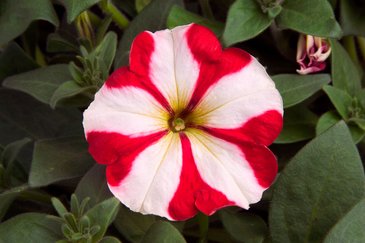 Петуния многоцветковая (Petunia multiflora)