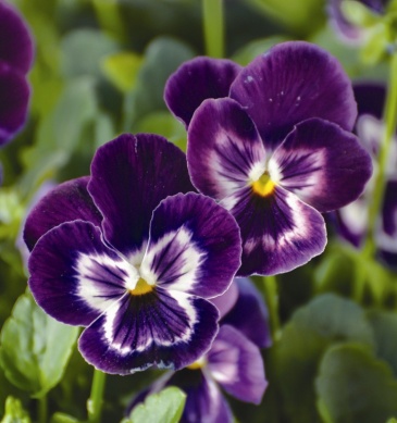 Виола Виттрока ампельная (Viola wittrockiana)