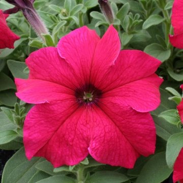Петуния крупноцветковая (Petunia grandiflora)
