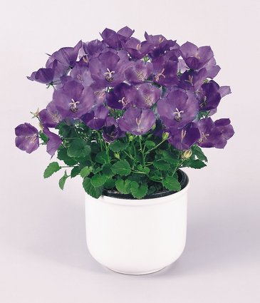 Колокольчик карпатский (Campanula carpatica)