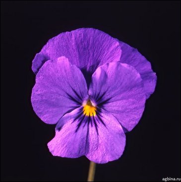 Виола рогатая (Viola cornuta)