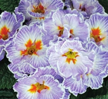 Примула бесстебельная (Primula acaulis)