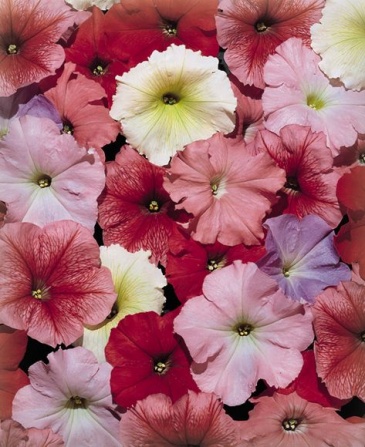 Петуния многоцветковая (Petunia multiflora)