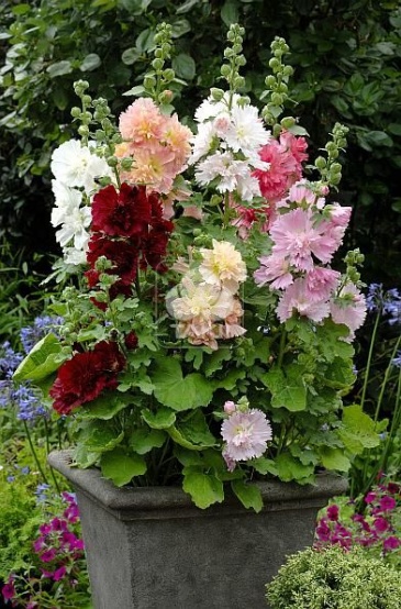 Мальва (Штокроза) розовая (Alcea rosea annua)