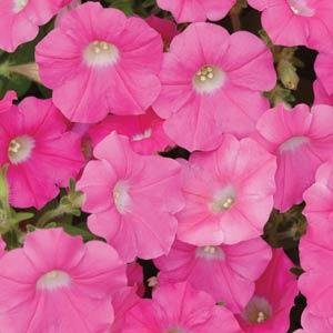 Петуния ампельная гибридная (Petunia х hybrida)