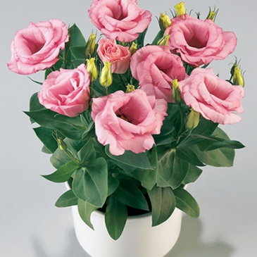 Лизиантус (Эустома) крупноцветковый (Lisianthus grandiflorum)