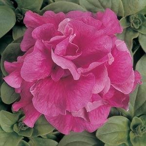 Петуния многоцветковая махровая (Petunia multiflora)