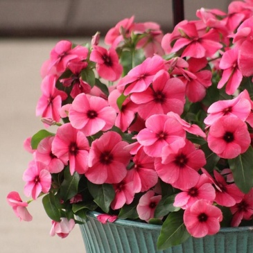 Катарантус розовый (Vinca rosea)