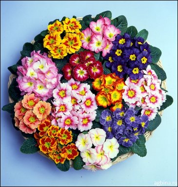 Примула бесстебельная (Primula acaulis)