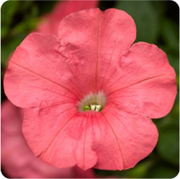 Петуния ампельная гибридная (Petunia x hybrida)