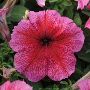 Петуния крупноцветковая (Petunia grandiflora)