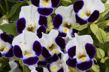 Торения Фурнье (Torenia fournieri)