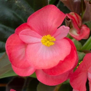 Бегония гибридная (бронзовая листва) (Begonia hybrida)