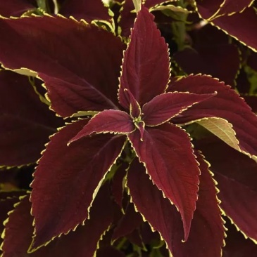 Колеус гибридный (Coleus х hybrida)