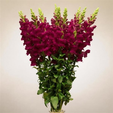 Львиный зев (Антирринум) большой (Antirrhinum majus)