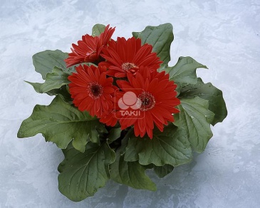 Гербера Джемсона (Gerbera jamesonii)